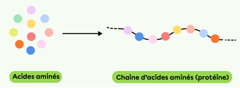 Molécules d'acide aminé reliées entre elles comme dans un collier de perles pour former des chaines 