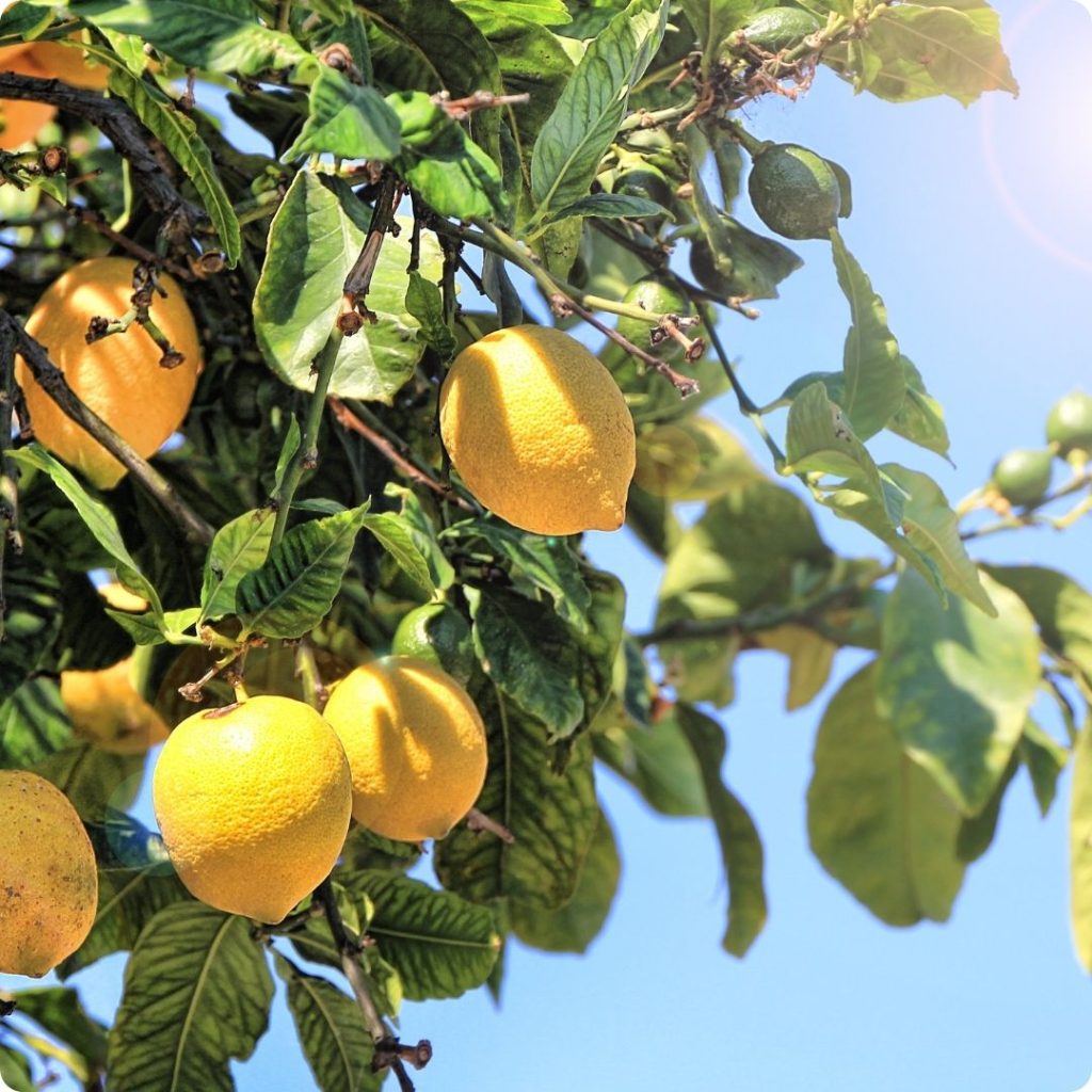 citron un allié du foie