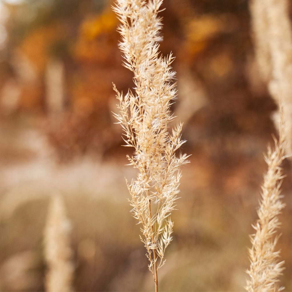 booster système immunitaire automne