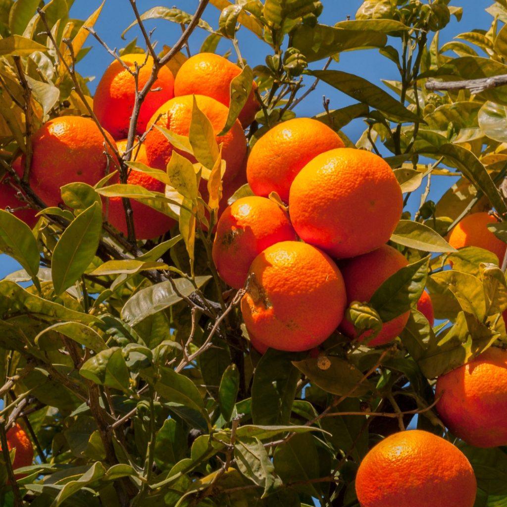 bienfaits des clémentines